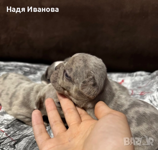 Френски булдог, снимка 11 - Френски булдог - 52687045