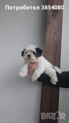 Бивер Йоркширски териер момче , снимка 2 - Йоркширски териер - 53275694