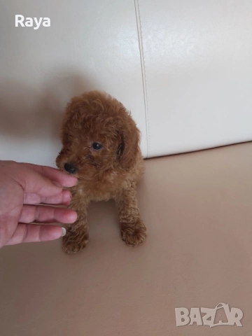  Той и мини пудели, снимка 11 - Пудели - 47042609