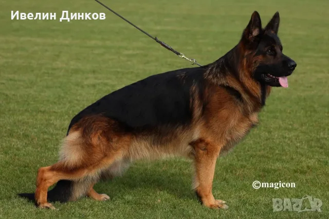 Немска овчарка с дълъг косъм и родословие , снимка 3 - Немска овчарка - 56090261