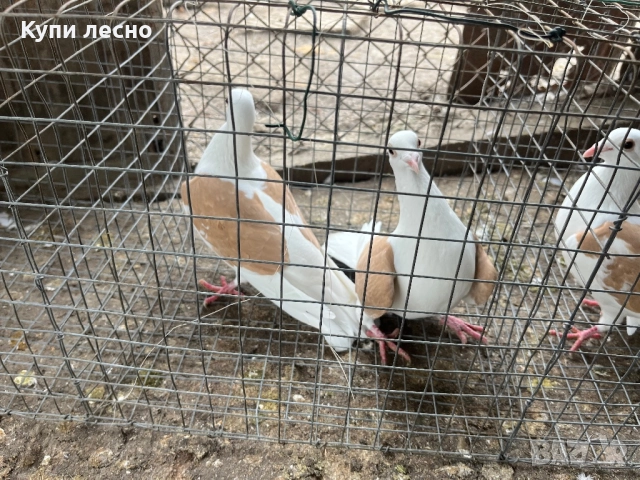 Пощи на капак гълъби , снимка 4 - Гълъби - 52455778