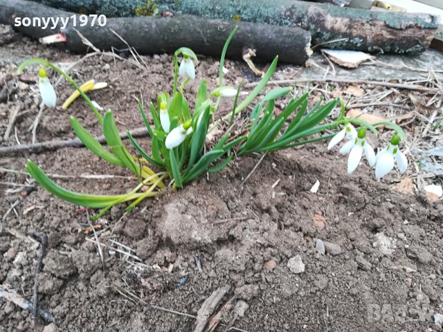 БГ КОКИЧЕ ГРЪМ В САКСИЯ 2 ЛИТРА С ЛУКОВИЦИ И ПОЧВА 1902241628, снимка 8 - Градински цветя и растения - 44370659