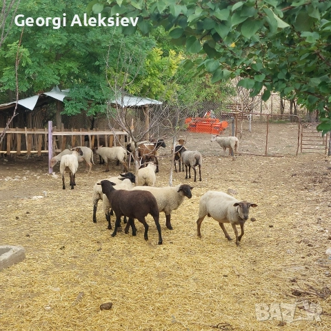 Агнета от месодайни породи и кръстоски със местни овце. , снимка 10 - Овце - 53487804