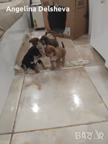 Кирил , снимка 3 - Пинчер - 52973105