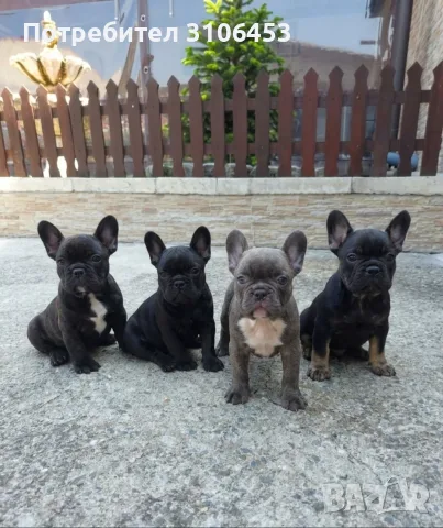 Френски булдог French Bulldog