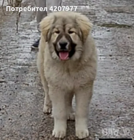 Кавказки овчарки , снимка 1