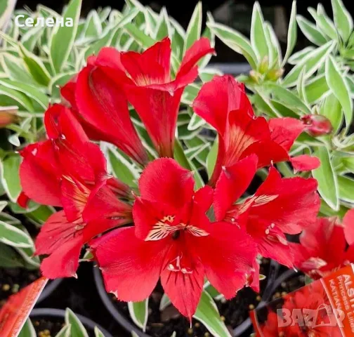 Alstroemeria Colorita Katiana – уникална пъстролистна алстромерия, снимка 4 - Градински цветя и растения - 56086764