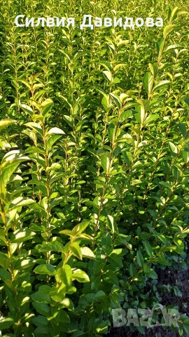 Лигуструм за жив плет на гол корен , снимка 7 - Градински цветя и растения - 53716248