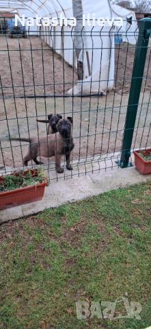 Две момичета Белгийска овчарка малиноа 