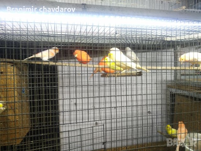 Продавам канари, снимка 5 - Канари - 41390002
