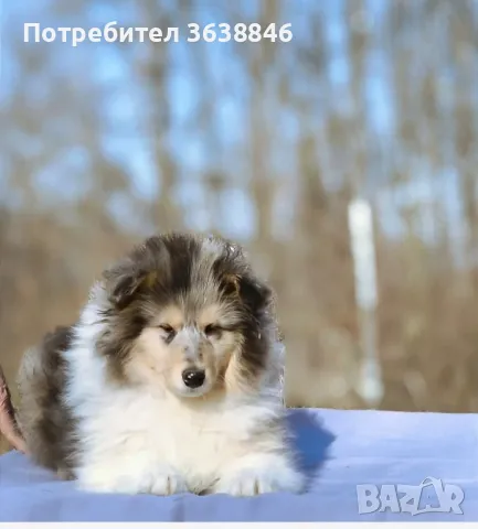 Шотландска овчарка(Коли), снимка 4 - Коли - 49130839