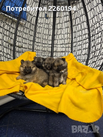 Померан , снимка 3 - Померан - 53262591