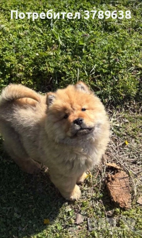 Чау - Чау  💙🐾 