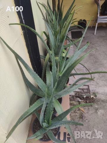 Алое вера - различни големини, снимка 3 - Стайни растения - 41737569
