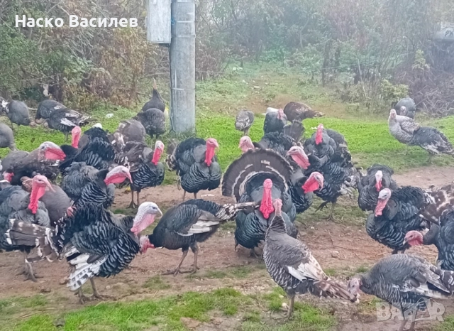 свободни домашни пуйки  мъжки 150лв женска 130 гр.хасково 