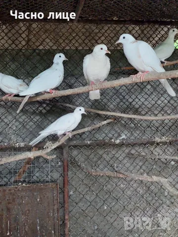 Качулати гугутки , снимка 5 - Гълъби - 47582908