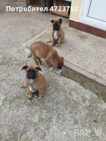 Продавам красиви кученца Малиноа!, снимка 2 - Белгийска овчарка - 53285661