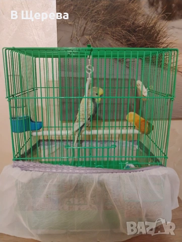 Вълнист папагал заедно с клетката , снимка 2 - Папагали - 53595030