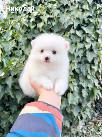 Померан мини момче. Померанче