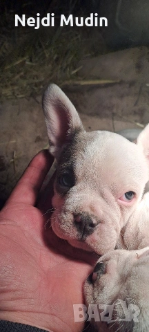 френски булдочета, снимка 6 - Френски булдог - 53112390
