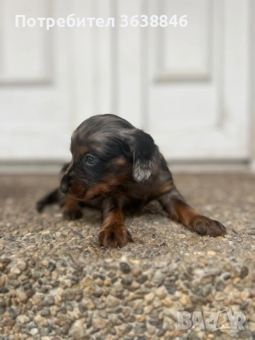 Дългокосмест дакел, снимка 2 - Дакели - 52450980