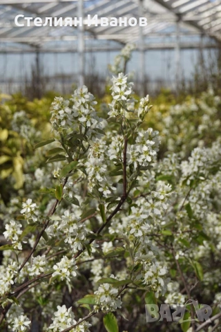 Канадска ирга, канадска боровинка, амеланхер (Amelanchier alnifolia 'Smokey'), снимка 3 - Градински цветя и растения - 52354285