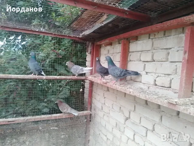 Пазарджишки гълъби, снимка 5 - Гълъби - 56171373