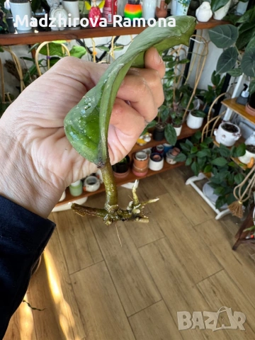 Hoya Elephant , снимка 2 - Стайни растения - 53819030