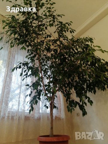 Голям фикус БЕНДЖАМИН, снимка 5 - Градински цветя и растения - 34794850