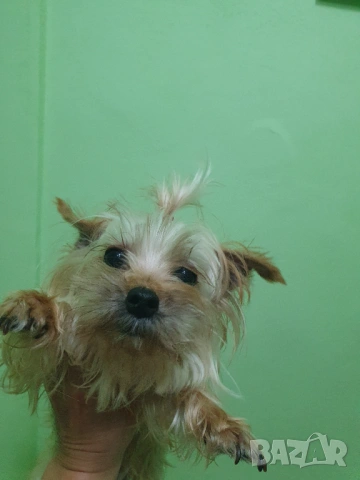  Мини Йорки женски 