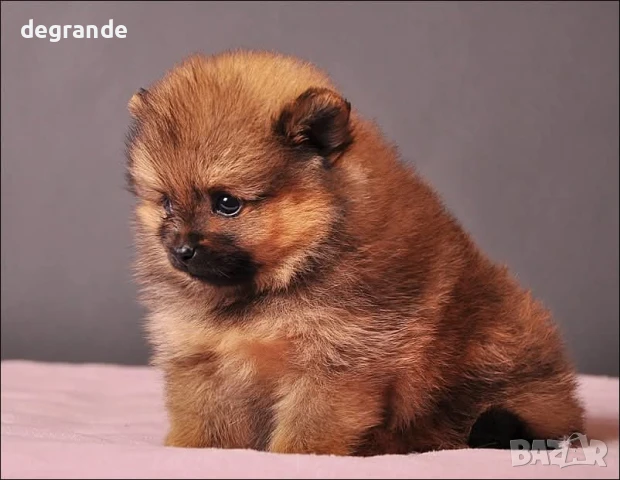 Златисти мъжки и женски бебета Померан, снимка 2 - Померан - 51198870