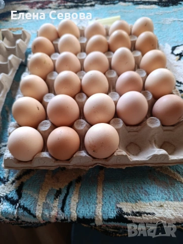 яйца за люпене от Съсекс и голошийки и качулати , снимка 6 - Кокошки и пуйки - 53723134