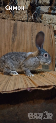  зайци , снимка 6 - Други - 52652543