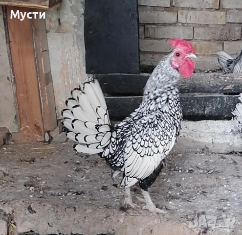 петел зибрайт. 