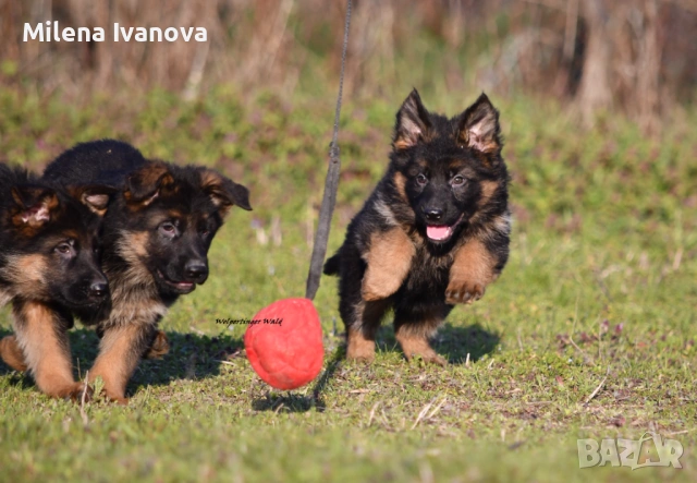 Малки немски овчарки от развъдник , снимка 2 - Немска овчарка - 53678555
