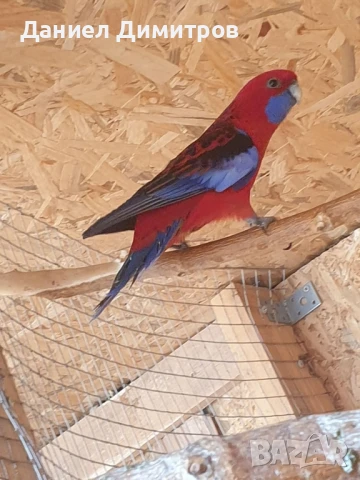 папагали на добри цени, снимка 2 - Папагали - 50591432