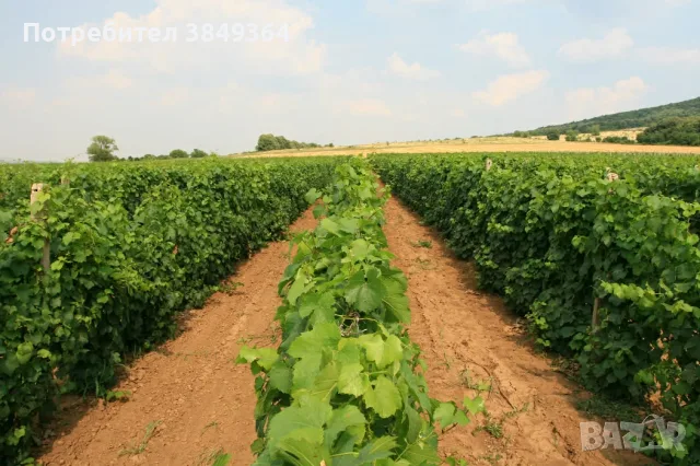 Грозде Каберне Совиньон, снимка 3 - Домашни продукти - 56065035