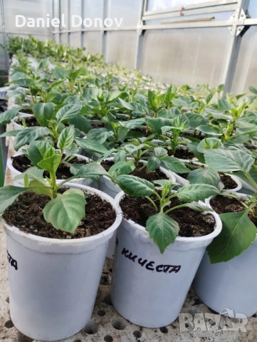 РОЗОВА МАГИЯ + още над 150 сорта домати, снимка 8 - Разсади - 53730607