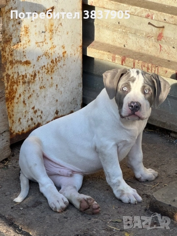 Американко були хл, снимка 9 - Американски стафордширски териер - 52507402