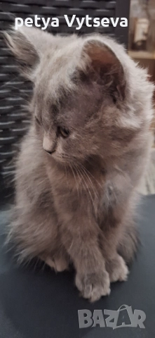 Продавам пританчета, снимка 2 - Британска късокосместа - 52646495