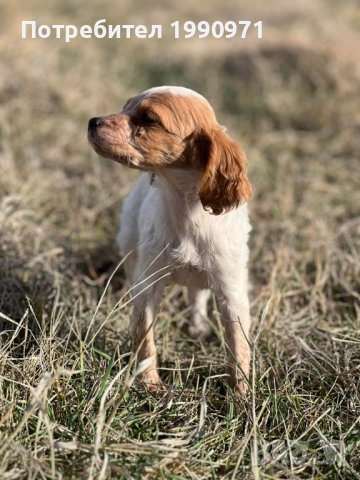 Кученца порода бретон шпаньол на 2 мес., снимка 3 - Други - 44217628