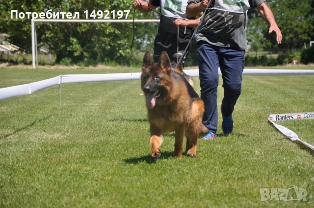елитни малки немски овчарки , снимка 3 - Немска овчарка - 49776336
