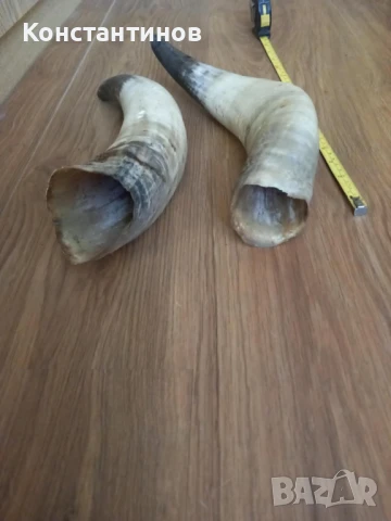 Големи рога за барутници, снимка 5 - Антикварни и старинни предмети - 51331429