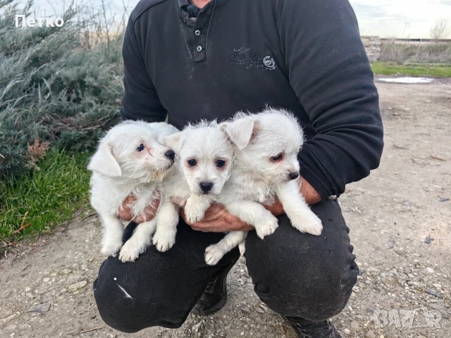 Малтийска болонка , снимка 3 - Болонка - 53060397