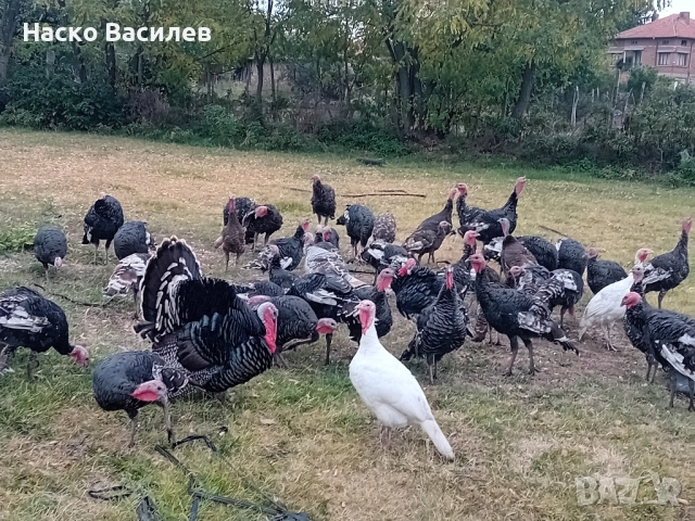 свободни домашни пуйки гр.хасково 