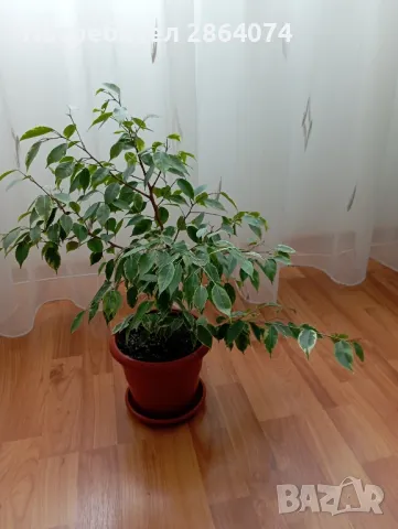 Бенджамин от шарения, снимка 6 - Стайни растения - 49653706