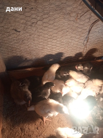 пилета , снимка 4 - Кокошки и пуйки - 53211817