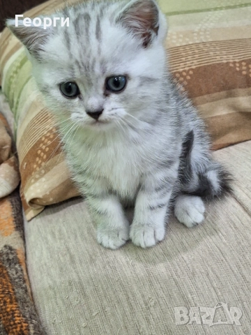 Британски късокосмести, снимка 9 - Британска късокосместа - 52717297