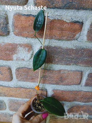 Hoya piestolepis, снимка 2 - Стайни растения - 52642016