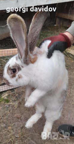 Домашни свободни зайци, снимка 6 - Други - 41344919